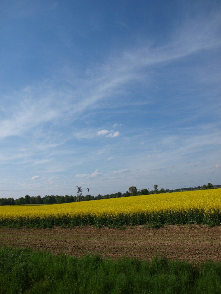 Pozostałe, w ogrodach