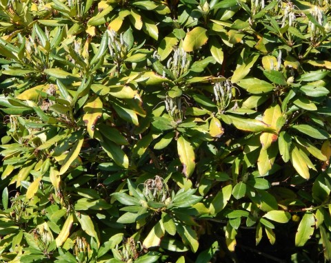 Jeden błąd i rododendron nie przetrwa zimy. Masz jeszcze czas, by go dobrze zabezpieczyć