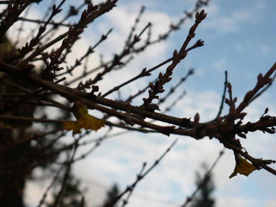 Pozostałe, Białe kule ............... - ...........i kwitnąca forsycja...........jesień to czy wiosna..........?