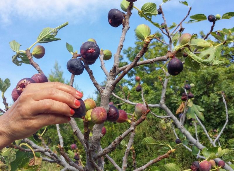 Jesienią figa potrzebuje innych nawozów niż wiosną czy latem.