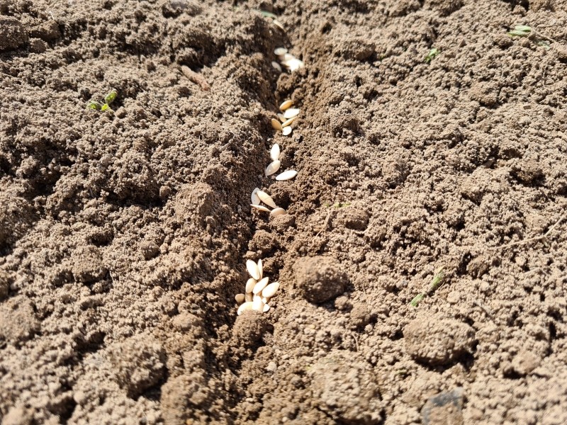 jakie nasiona ogórków są najlepsze do siewu