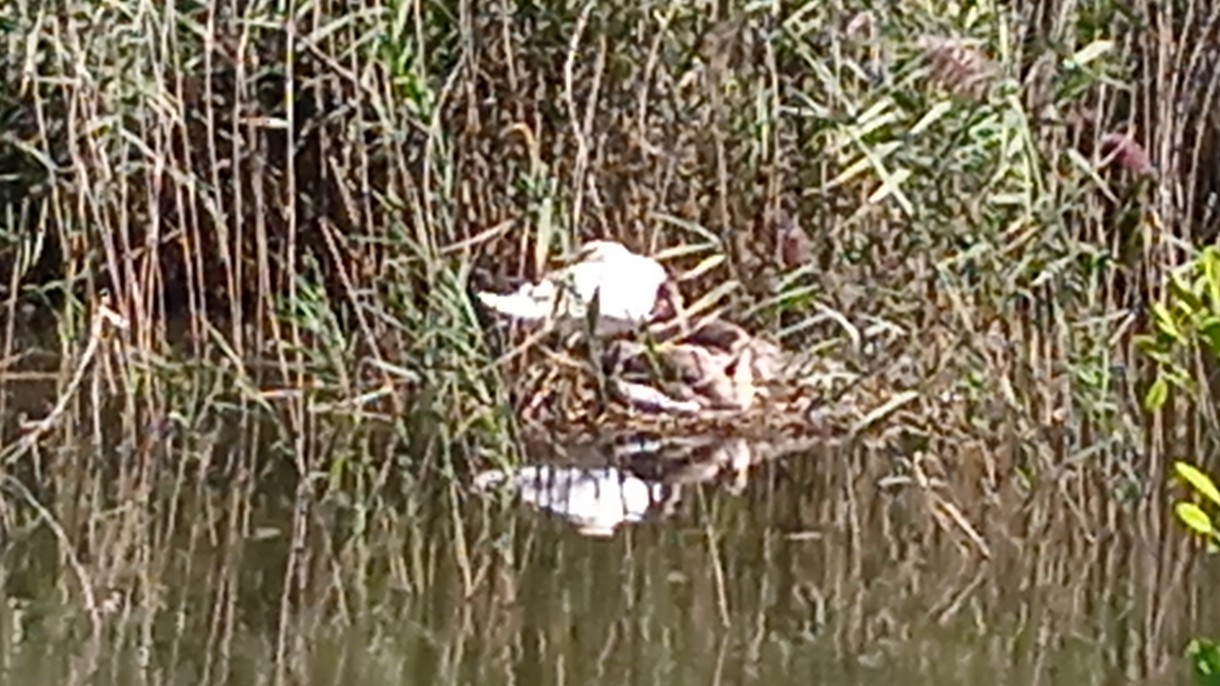 Pozostałe, FAUNA  PEŁNA UROKU