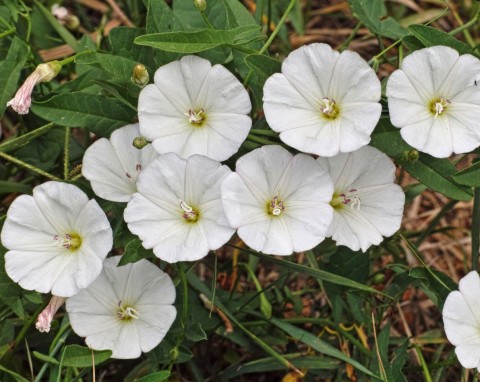 Powój polny (Convolvulus Arvensis)