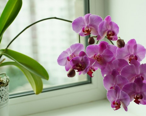 Woda utleniona do storczyków i innych kwiatów. Przeczytaj nasz poradnik, zanim zaczniesz stosować