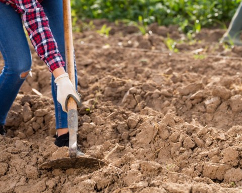 Dlaczego jesień to najlepszy czas na wzmocnienie gleby? Stosuj naturalne nawozy