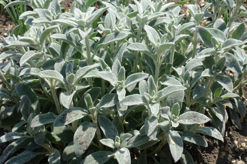 rośliny okrywowe na pełne słońce