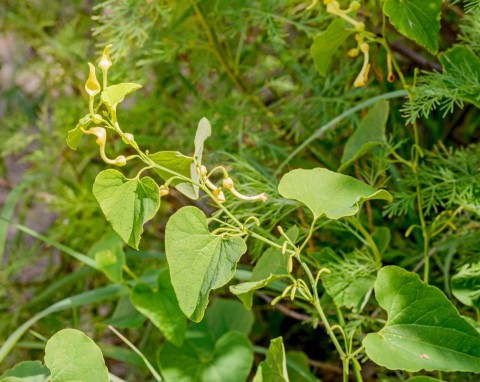 Kokornak powojnikowy (Aristolochia clematitis)