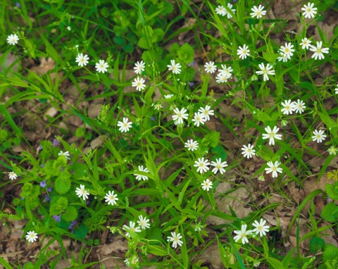 Gwiazdnica pospolita (Stellaria media)