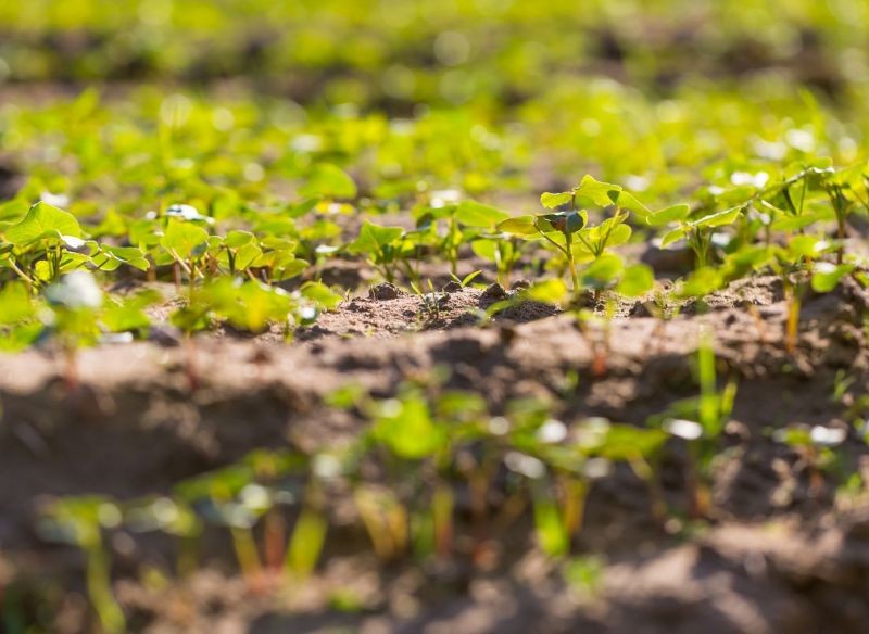 Gryka w naturalny sposób użyźnia glebę.