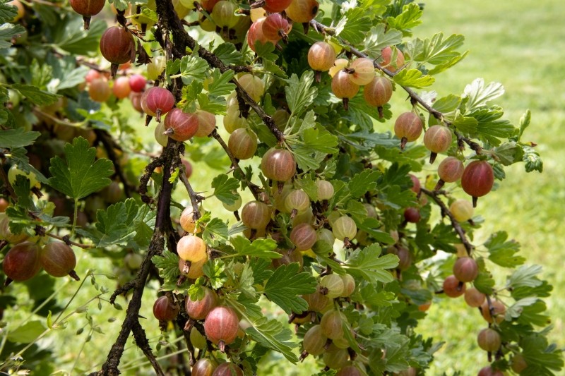co sadzić obok agrestu