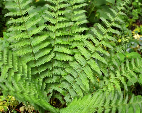 Nerecznica samcza (Dryopteris filix-mas)