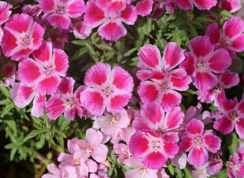 Godecja wielkokwiatowa kwitnie do września.