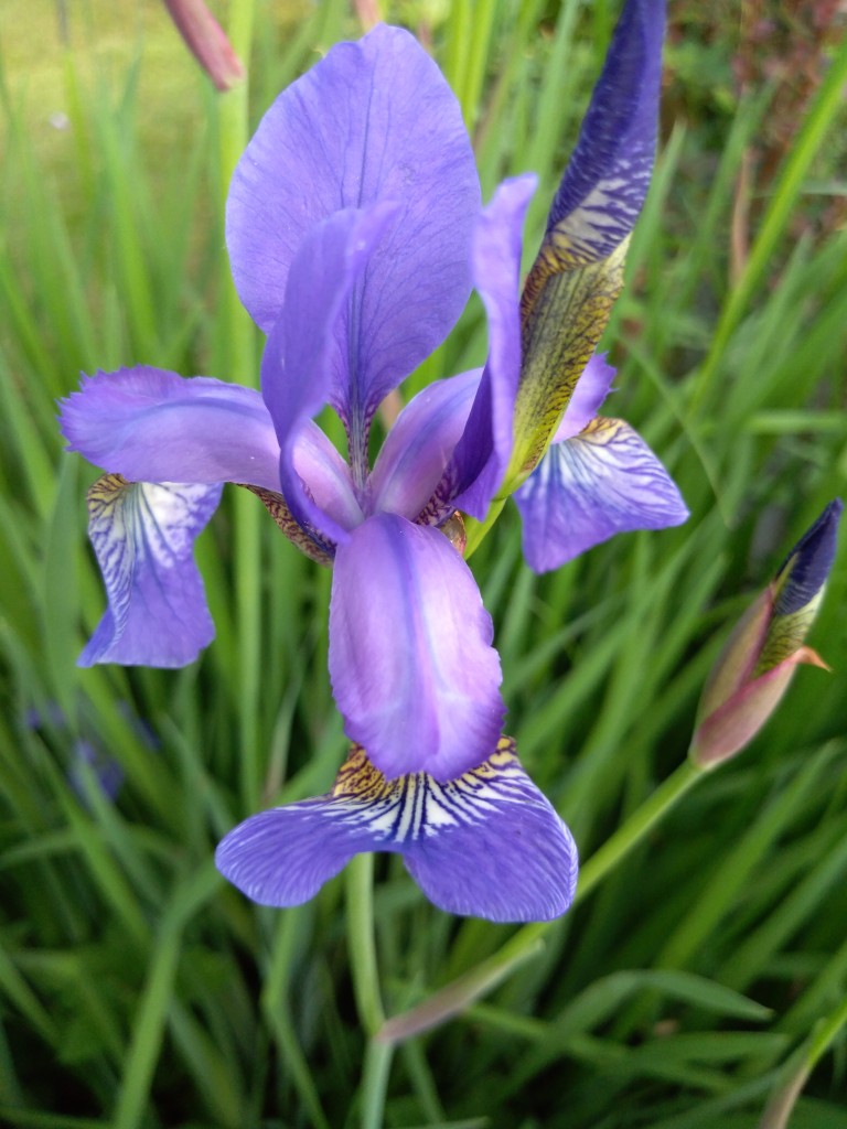 Leśne klimaty, Natura