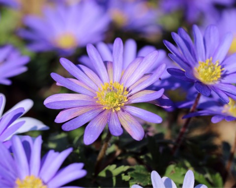 Zawilec grecki (Anemone blanda)