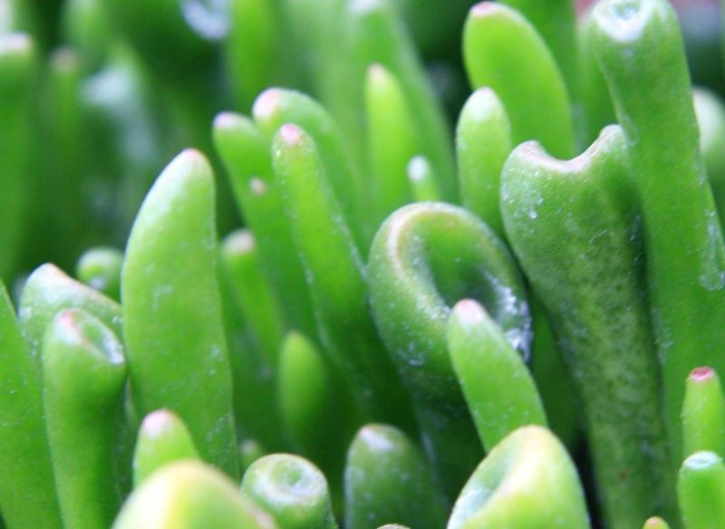 Crassula ovata 'Hobbit' jest rośliną prostą w uprawie.