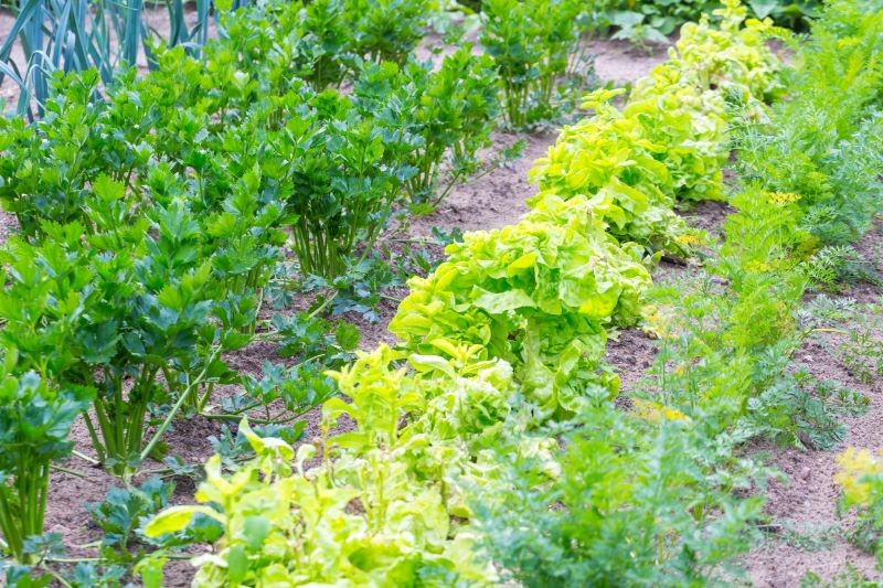 Nie wszystkie rośliny dobrze znoszą suszę.