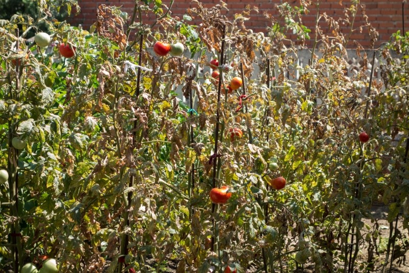 jak wykorzystać krzaki pomidorów