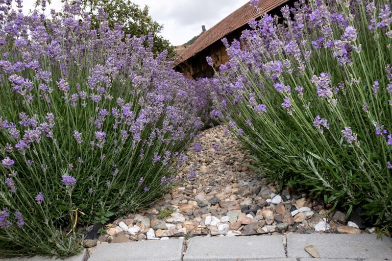 Ściółkowanie lawendy kamykami ma wiele zalet.