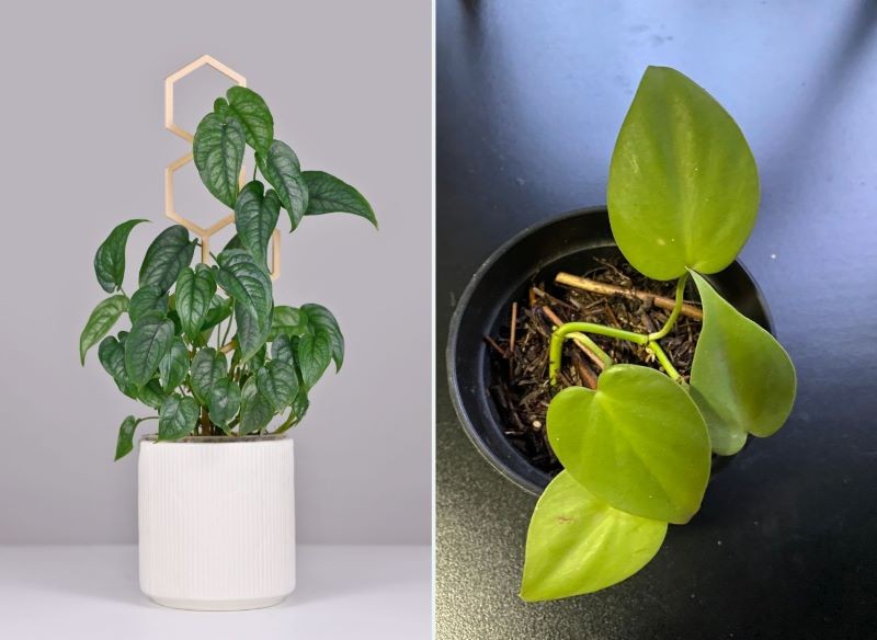 Monstera siltepecana i filodendron pnący 'Lemon Lime' to oryginalne odmiany znanych roślin.