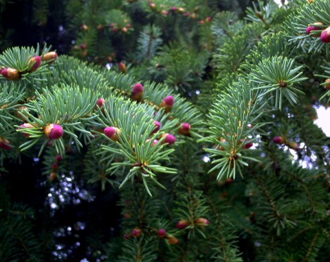 Najlepszy iglak na żywopłot. Wytrzymały, całoroczny, tuje to dla niego żadna konkurencja