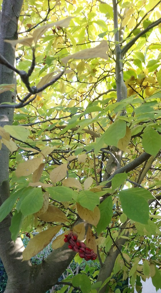 Rośliny, Słoneczny październik................... - ..............i magnolia...............