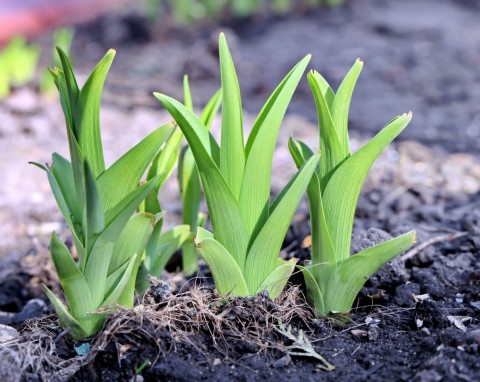 Po posadzeniu tulipany wymagają opieki. Rozsyp na rabacie, wiosna każda cebulka wykiełkuje
