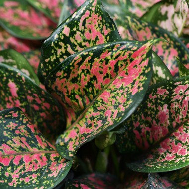 Aglaonema.
Fot. Unsplash