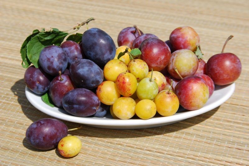 Mirabelki i inne tradycyjne odmiany śliwy najlepiej nadają się do uprawy z pestki.