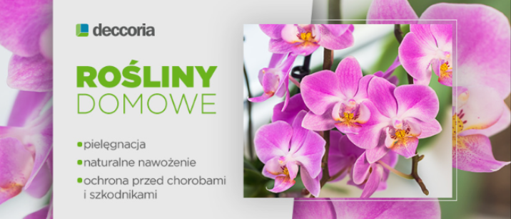 rośliny domowe