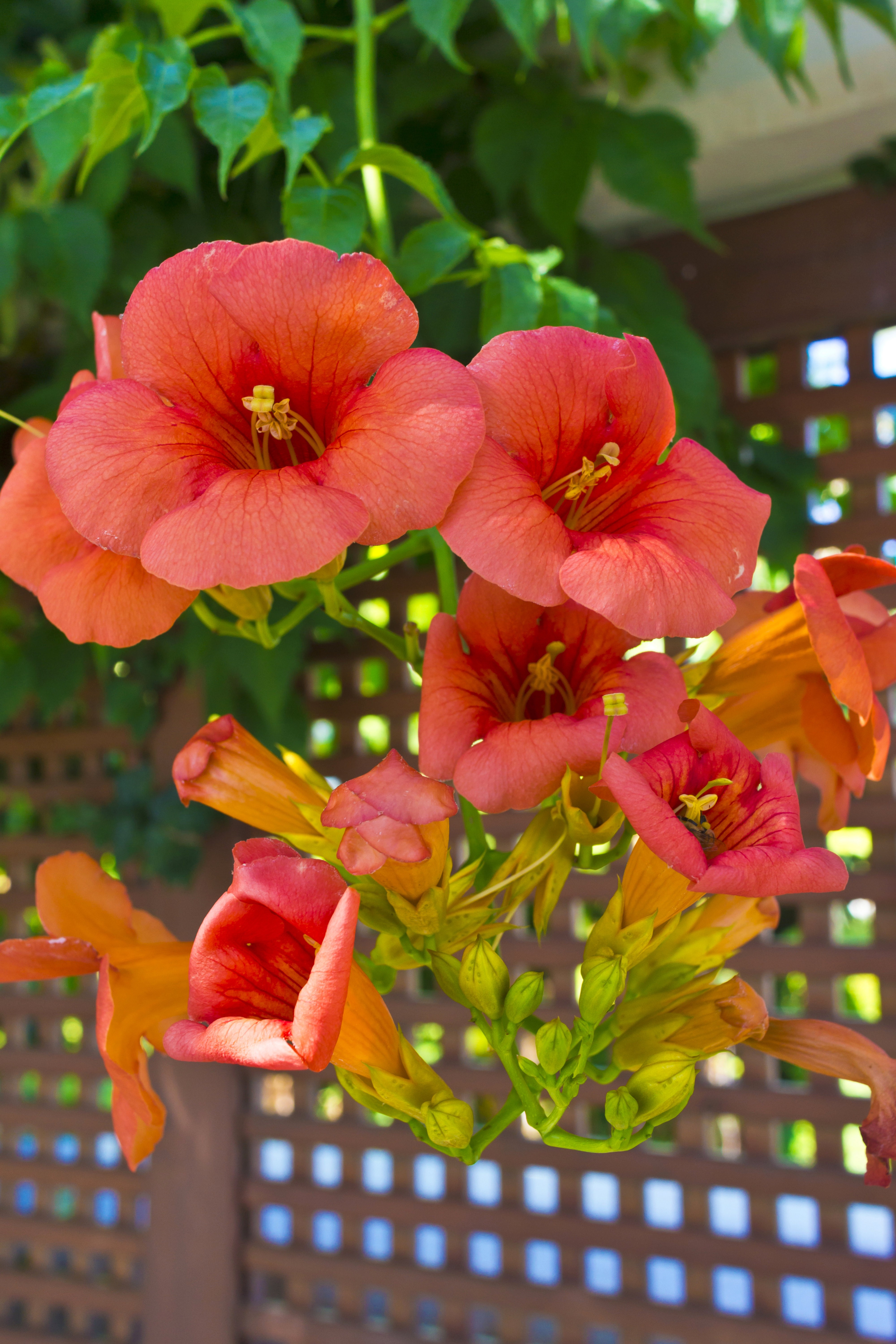 Milin amerykański kwiaty