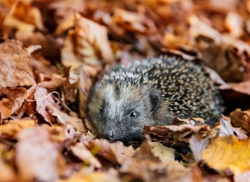 Jeż szuka bezpiecznego schronienia wśród liści.