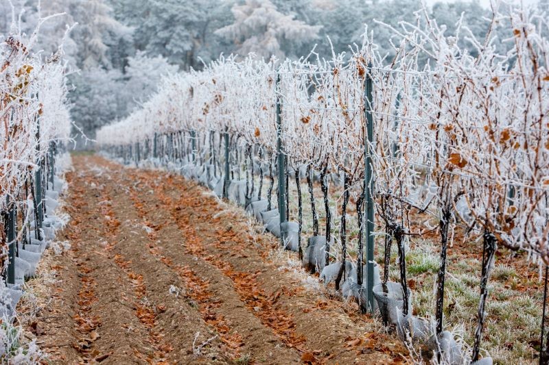 Gotowe okrycie winorośli