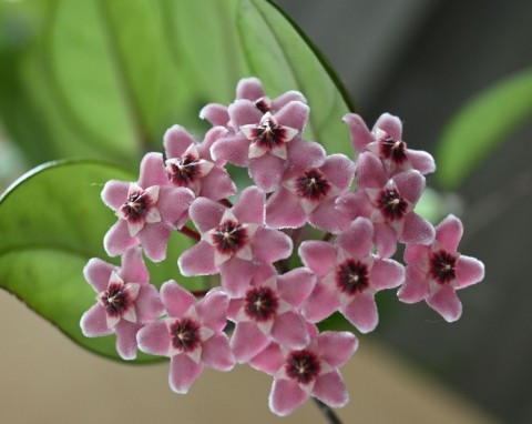 Wsypuj do doniczki już w zimie. Hoja będzie zdrowo rosła i szybciej zakwitnie