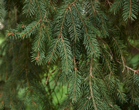 Nie sadź tych drzew obok domu. Niszczą fundamenty i kanalizację