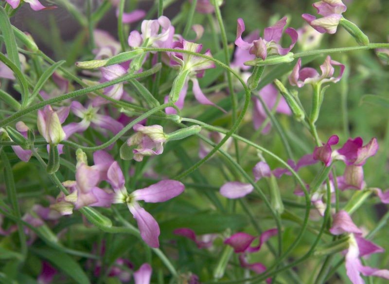 Maciejka wygląda niepozornie, ale warto wysiać ją w swoim ogrodzie lub donicy na balkonie.