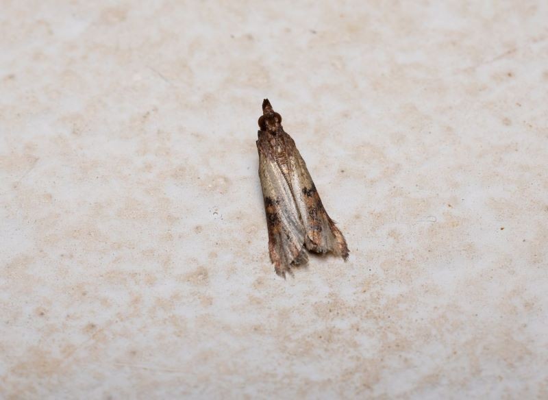 Mole spożywcze są podobne do odzieżowych, ale dzielą je pewne różnice w wyglądzie.