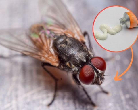 Jak pozbyć się much z domu? Prosty i tani trik odpędza natrętne owady