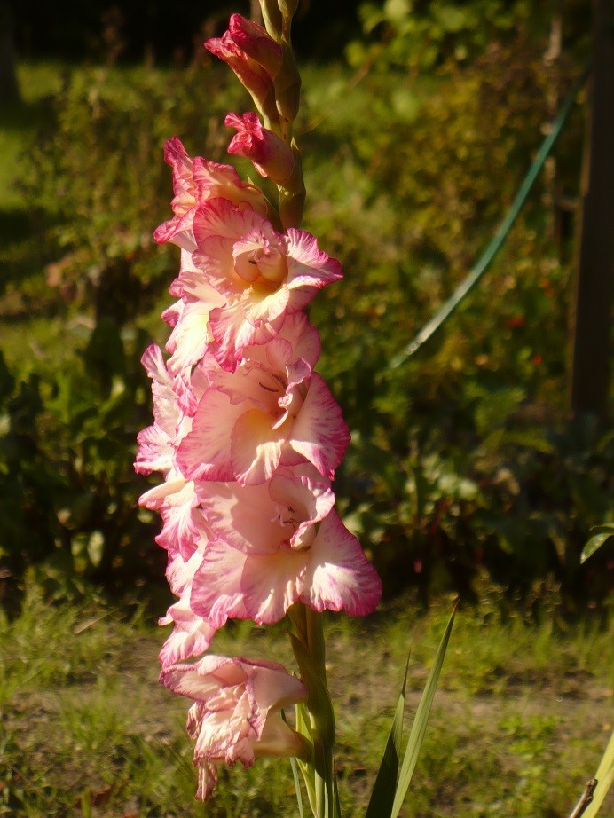 Pozostałe, Koniec wakacji, sierpniowe kwiaty i moje zakupy w home & you - .................i gladiole..................