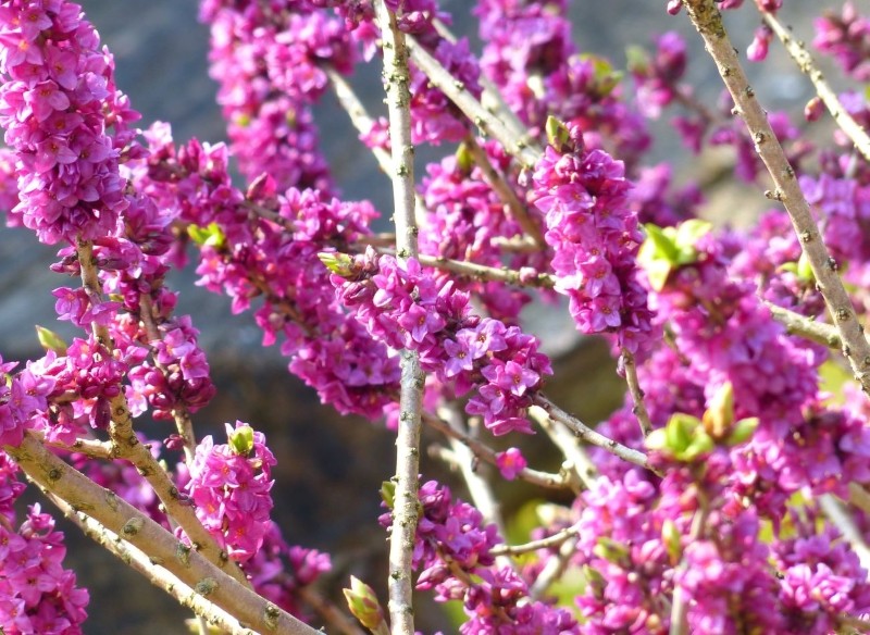 jakie krzewy kwitną wczesną wiosną