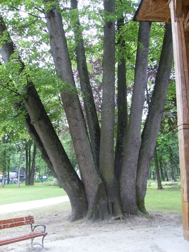 Pozostałe, CUDOWNA ROŚLINNOŚĆ NAD GRAJCARKIEM I DUNAJCEM W SZCZAWNICY