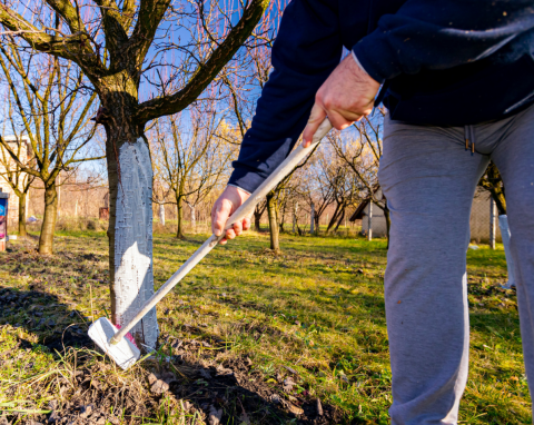 Jak przygotować drzewo owocowe do bielenia? Co zrobić, gdy kora jest uszkodzona