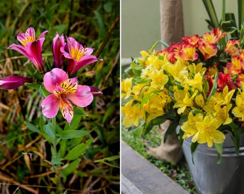 Alstremeria ogrodowa – chilijska kuzynka lilii. Uprawa i rozmnażanie alstremerii