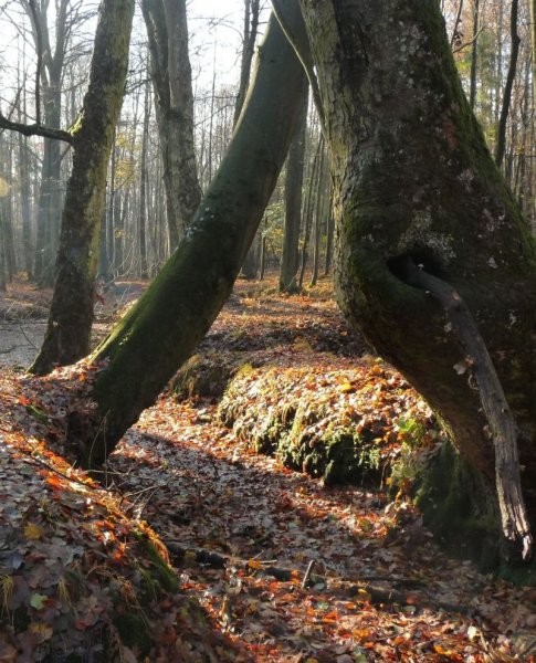 Pozostałe, W środku jesiennego lasu