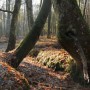 Pozostałe, W środku jesiennego lasu