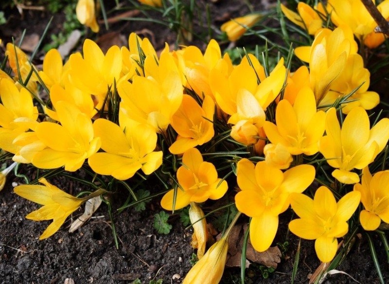jak uprawiać krokusa złocistego
