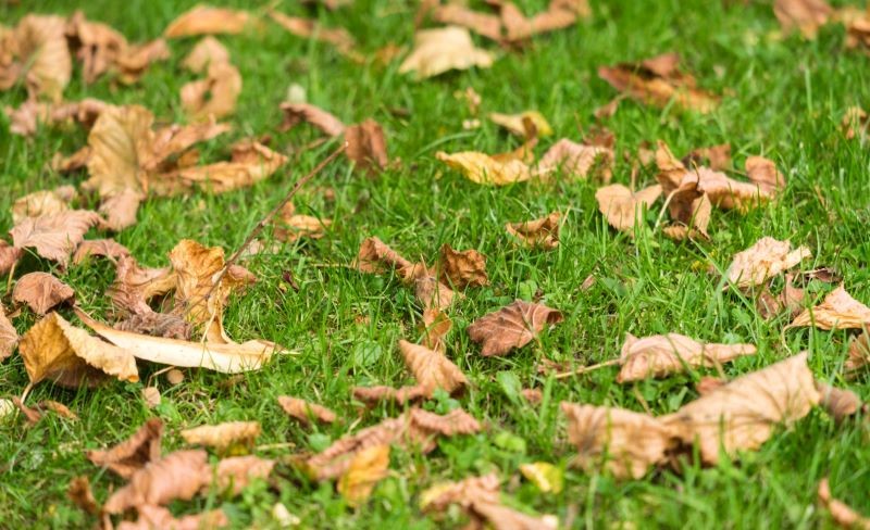 Jesienią można dosiewać trawę, ale nie czekajmy z tym do mrozów.