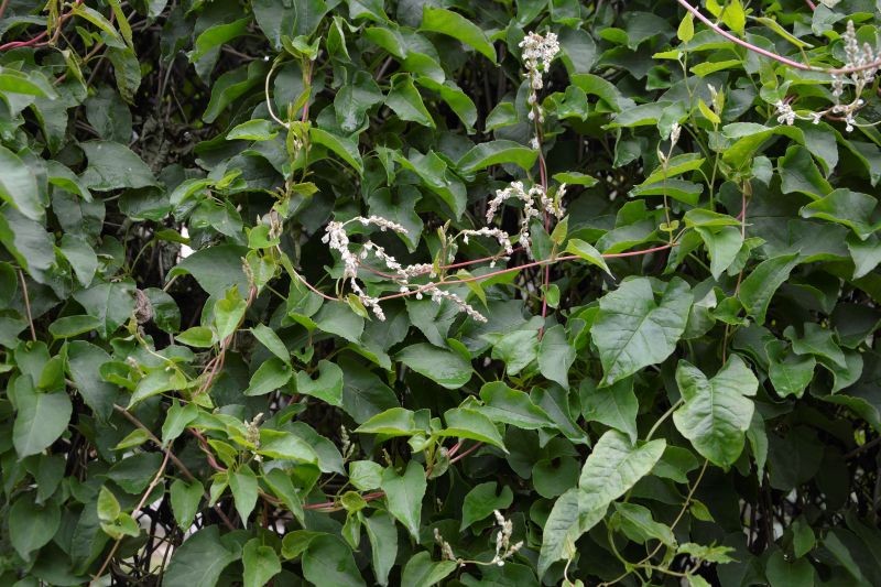 Rdest Auberta charakteryzuje się tak silnym wzrostem, że trzeba go często przycinać.