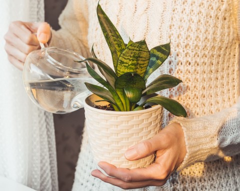 Ani co drugi dzień, ani raz w tygodniu. Jak prawidłowo podlewać sansewierię w zimie?