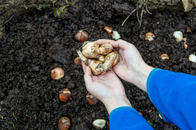 Wiele kwitnących roślin cebulowych może zimować w gruncie przez kilka lat.