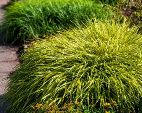 Hakonechloa – efektowna trawa do cienia. Uprawa i pielęgnacja